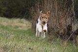 FOX TERRIER 583